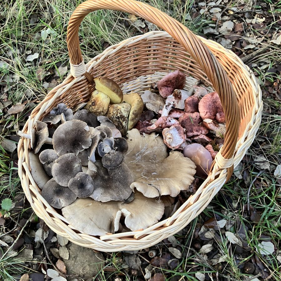micelio-norte-cesta.webp
