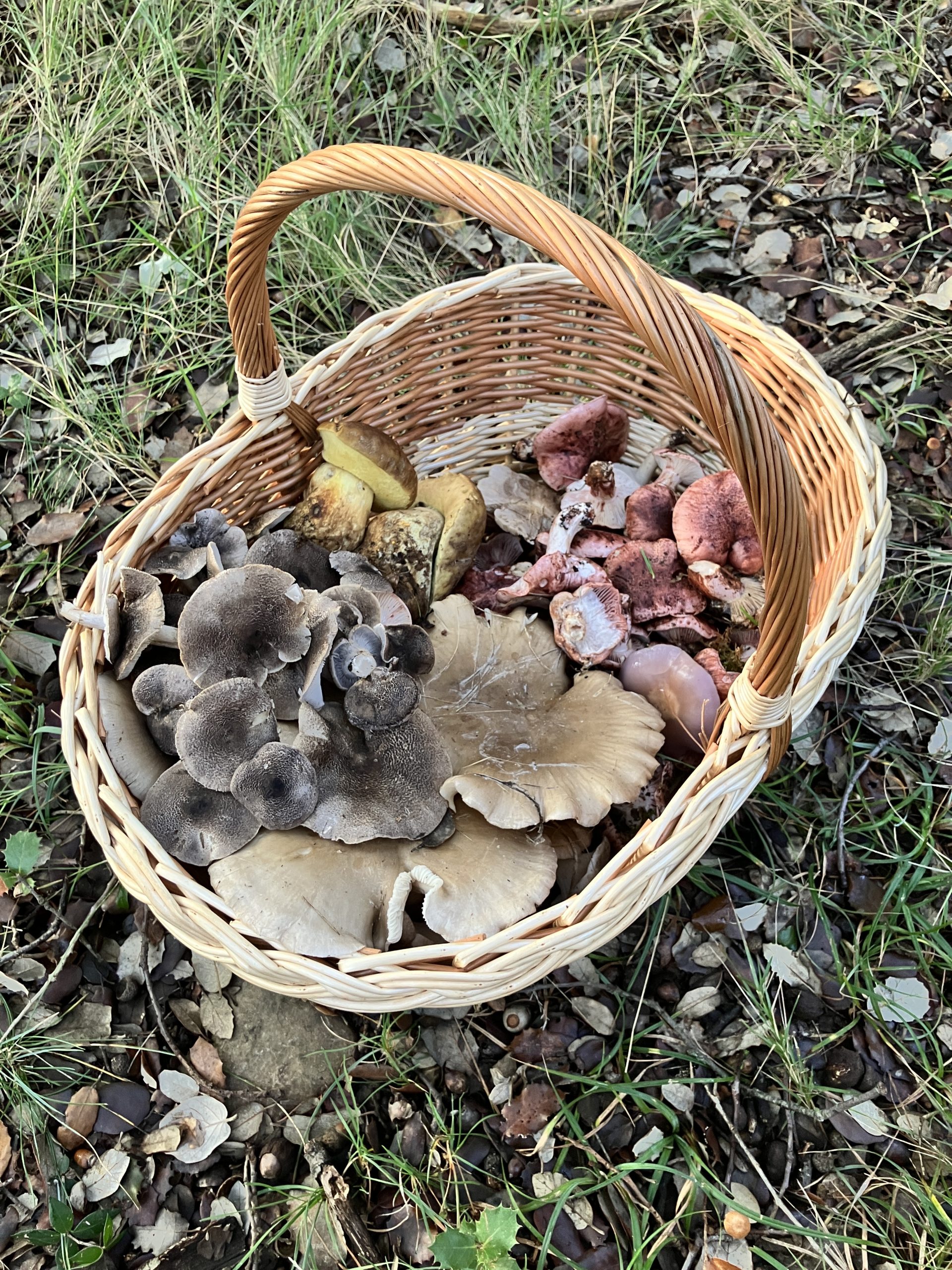 micelio-norte-cesta.webp